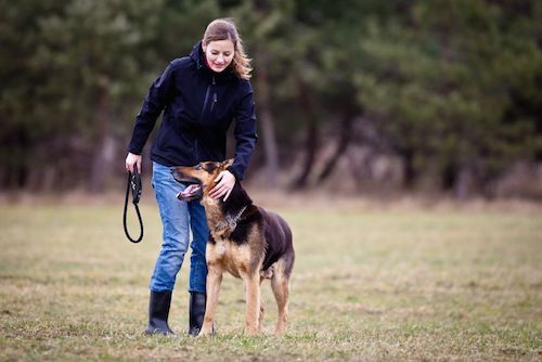 Animal Law: Companions or Property? Animal Law: Companions or Property?